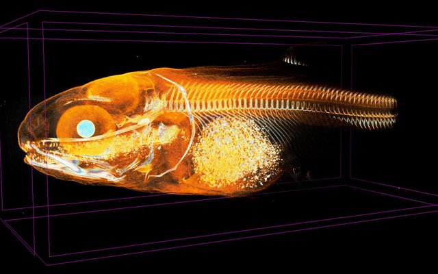 Non-destructive 3D imaging expands aquafeed research tools