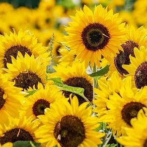 How protein content of sunflower meal impacts the extrusion process