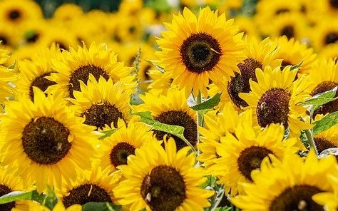 How protein content of sunflower meal impacts the extrusion process