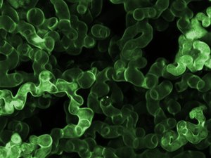 eniferBio raises 1 million in funds to scale up biorefinery byproducts-made feed ingredient