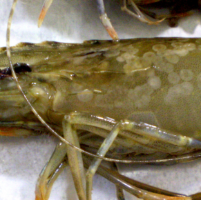 Australia confirms shrimp white spot