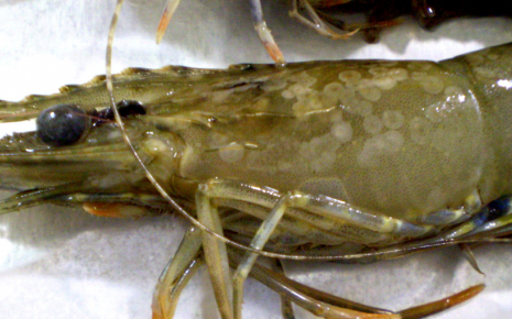 Australia confirms shrimp white spot