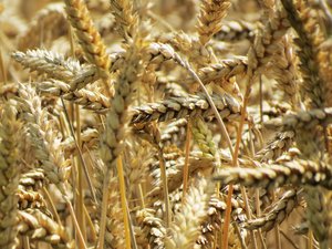 U.S. barley protein concentrate facility to be built in Jerome, Idaho