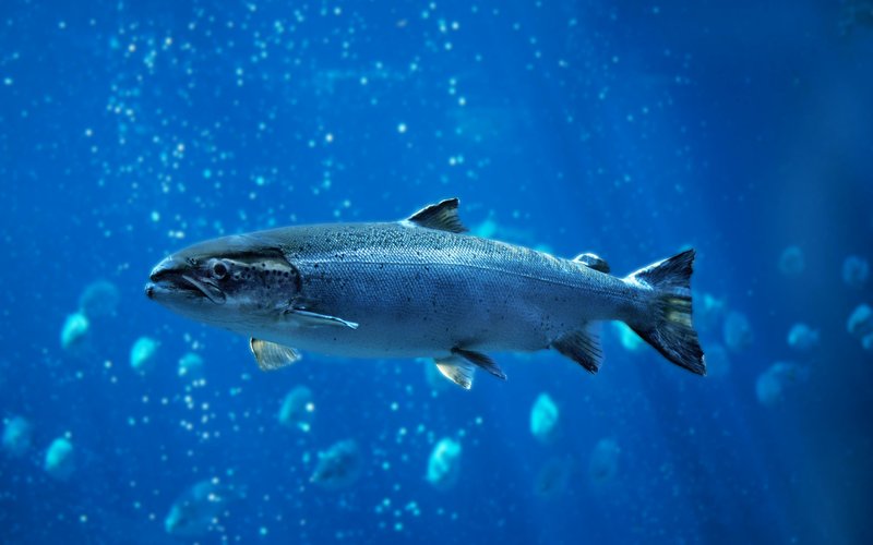 Studies show the potential of next-generation yeast derivatives for aquaculture