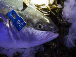 Nutreco invests in Kingfish Zeeland to boost US and European supplies of yellowtail kingfish