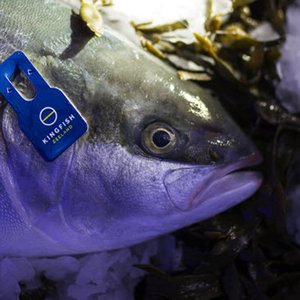 Nutreco invests in Kingfish Zeeland to boost US and European supplies of yellowtail kingfish