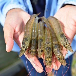 Evonik, Vland develop probiotic additive to improve water quality in shrimp ponds