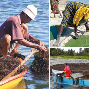 Global seaweeds and microalgae production