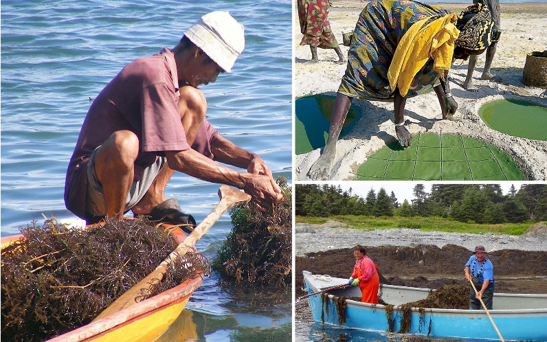 Global seaweeds and microalgae production