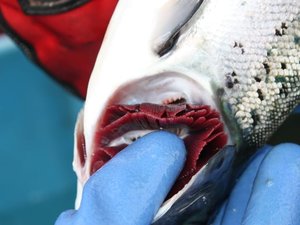 International Gill Health Conference to be held in October