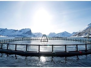 Norway to fund research on fish feed based on local raw material