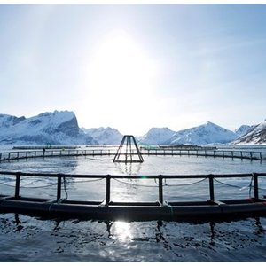 Norway to fund research on fish feed based on local raw material