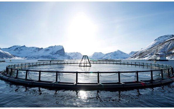 Norway to fund research on fish feed based on local raw material