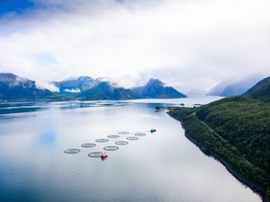 Nova Sea joins Norwegian seafood network to track salmon from feed to food