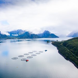 Nova Sea joins Norwegian seafood network to track salmon from feed to food