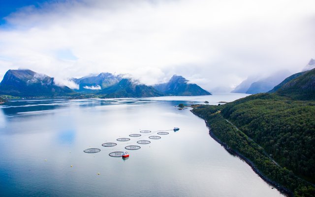 Nova Sea joins Norwegian seafood network to track salmon from feed to food