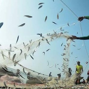 Peru suspends second anchovy fishing season