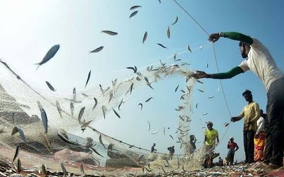 Peru suspends second anchovy fishing season