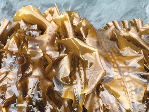 Researchers point at seaweed to replace soy in aquafeeds