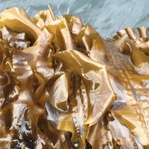 Researchers point at seaweed to replace soy in aquafeeds