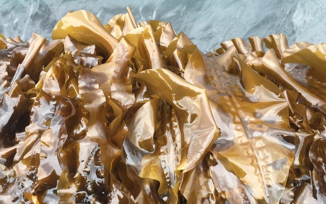 Researchers point at seaweed to replace soy in aquafeeds