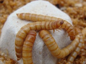 MealFood Europe raises funds to scale-up mealworm production