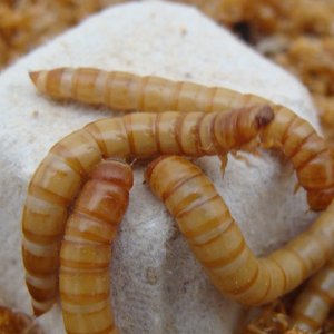 MealFood Europe raises funds to scale-up mealworm production