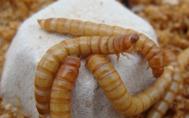 MealFood Europe raises funds to scale-up mealworm production
