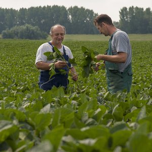Donau Soja harvest grows by 49% in 2021