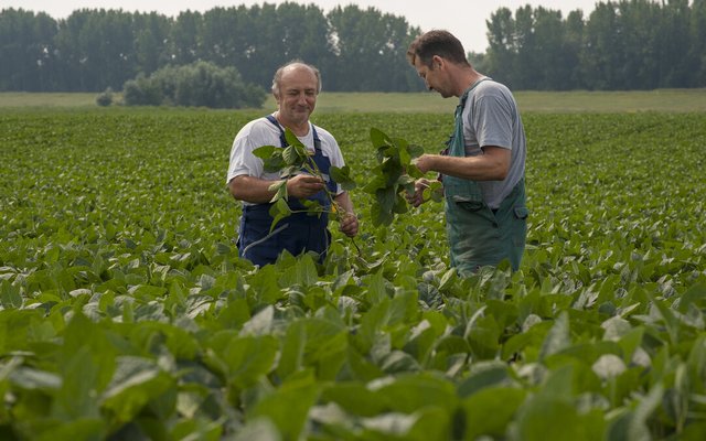 Donau Soja harvest grows by 49% in 2021