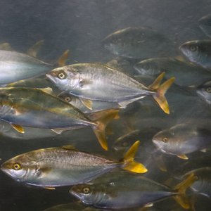 Algae oil can replace fish oil in California yellowtail