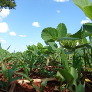 Three more soy schemes pass benchmarking process against FEFAC Soy Sourcing Guidelines