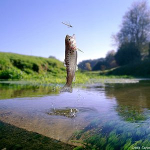 Insect-based aquafeeds dont change the taste of salmon and trout