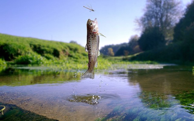 Insect-based aquafeeds dont change the taste of salmon and trout