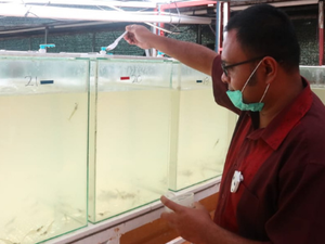 USGC conducting research on DDGS use in shrimp feed