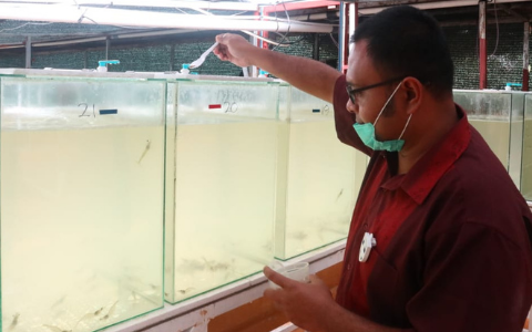 USGC conducting research on DDGS use in shrimp feed