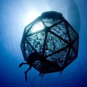 Federate court ruling sets back U.S. offshore aquaculture operations