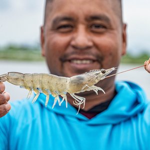 ASC to host first shrimp summit in Ecuador