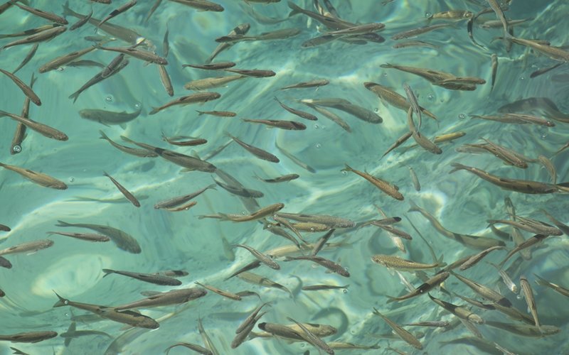 Aller Aqua and TripleNine succeed in using functional marine ingredients