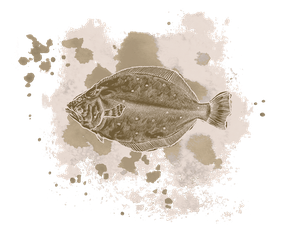 Krill supplementation enhances growth and disease resistance in olive flounder