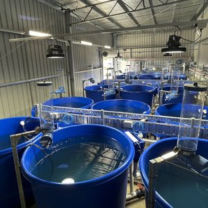 Salmon feed trial facility completed at Tasmanian hatchery