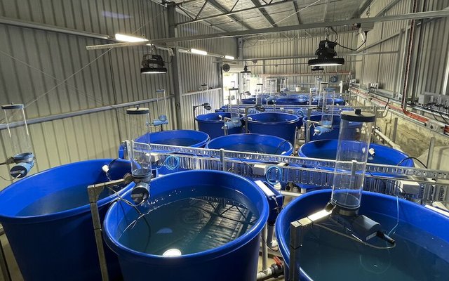 Salmon feed trial facility completed at Tasmanian hatchery