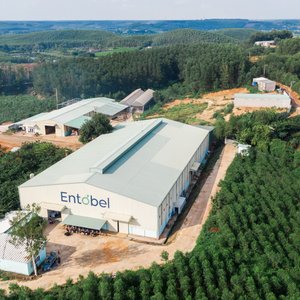 Entobel, AquaBIO5 Group partner to develop insect-derived products for early-stage aquafeeds