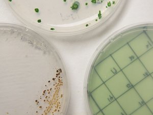 Innovative research to produce algae that traps greenhouse gas emissions