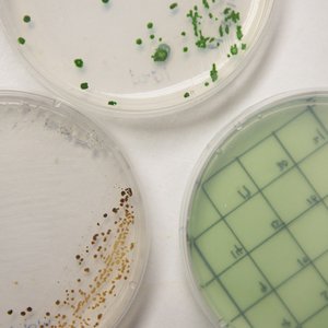 Innovative research to produce algae that traps greenhouse gas emissions