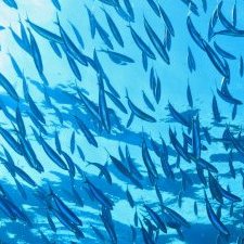 IFFO reports improved availability of marine raw materials in November 2020