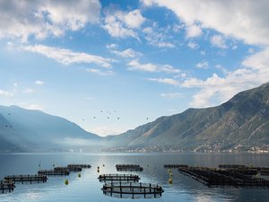 50% reduction in antibiotic use in farm-raised salmon