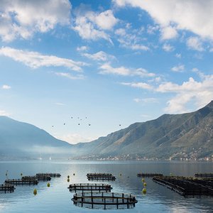 50% reduction in antibiotic use in farm-raised salmon