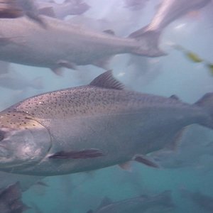 Ridley to develop nutritional solutions to future proof Aussie salmon industry