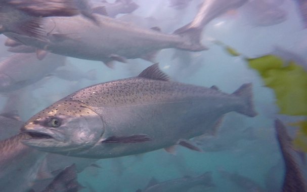 Ridley to develop nutritional solutions to future proof Aussie salmon industry